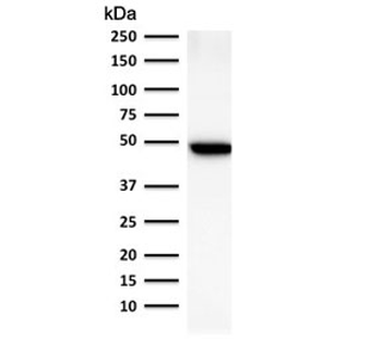 Keratin 19 Antibody