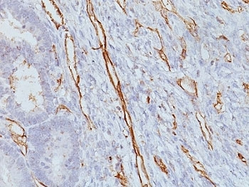 CD31 Antibody / PECAM1