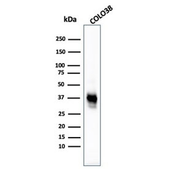 Melanoma Cell Marker Antibody Cocktail
