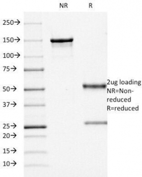 CD68 Antibody