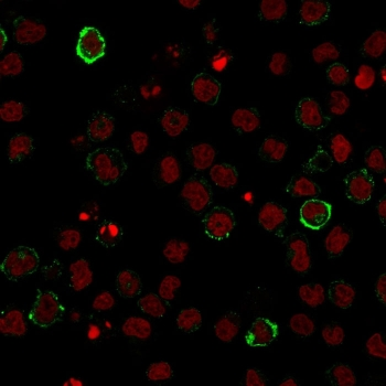 CD15 Antibody / SSEA-1