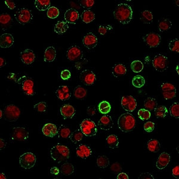 CD74 / CLIP Antibody