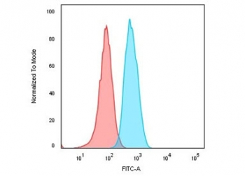 CD74 / CLIP Antibody