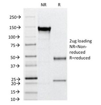 CD31 Antibody / PECAM-1