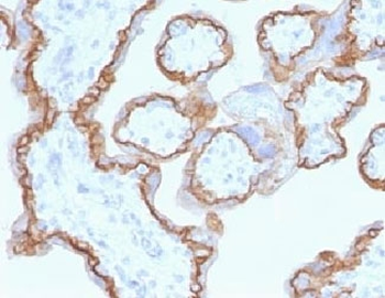 E-Cadherin Antibody / CDH1
