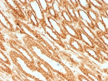 Calnexin Antibody