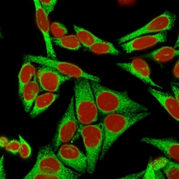 Calnexin Antibody