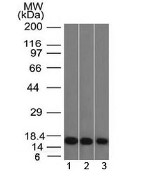 Galectin 1 Antibody / LGALS1