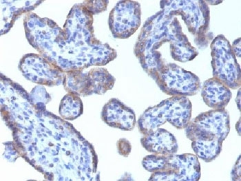 PLIN2 Antibody / Perilipin 2 / Adipophilin / ADRP