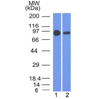 Beta Catenin Antibody