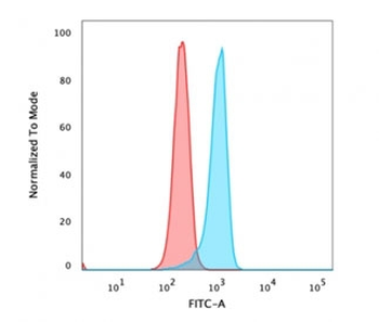 Beta Catenin Antibody