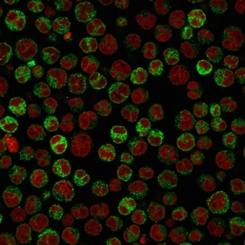 CD79a Antibody