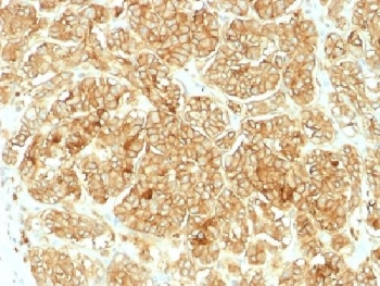 EpCAM Antibody