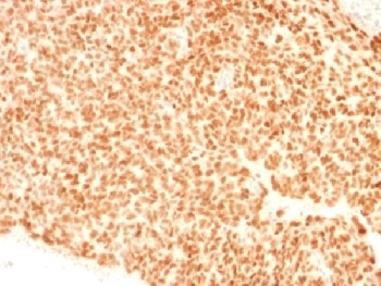 NKX2.2 Antibody