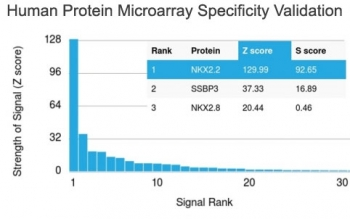 NKX2.2 Antibody