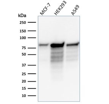 MCM7 Antibody