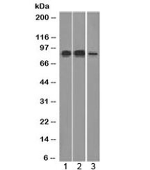 MCM7 Antibody