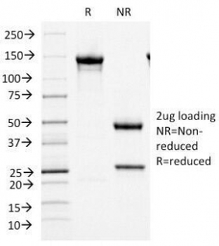 MCM7 Antibody