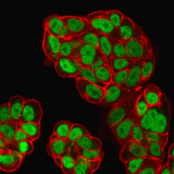 FOXA1 Antibody