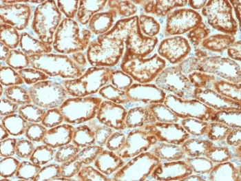 Erythropoietin Antibody / EPO