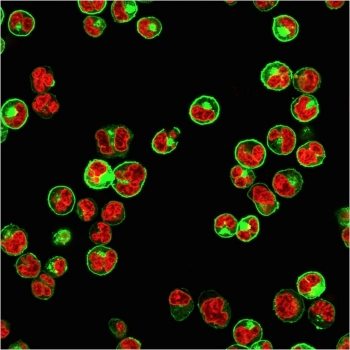 HLA-DP/DQ/DR Antibody (MHC II)