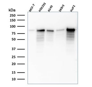 MCM7 Antibody