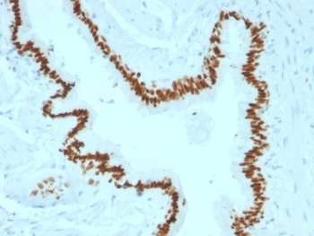 SOX2 Antibody