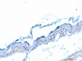 SOX2 Antibody