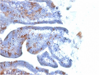SOX2 Antibody