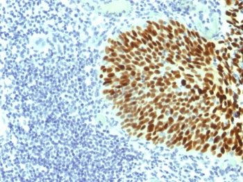 SOX-2 Antibody