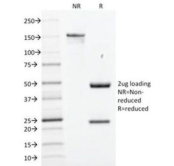 SOX-2 Antibody
