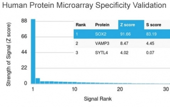 SOX-2 Antibody
