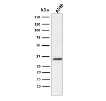 SOX-2 Antibody