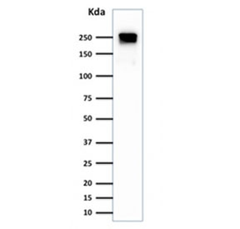 SPTBN2 Antibody / Spectrin beta III