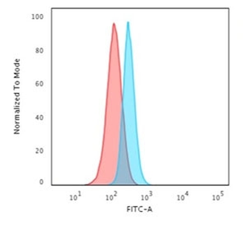 SPTBN2 Antibody / Spectrin beta III