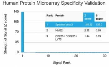 SPTBN2 Antibody / Spectrin beta III