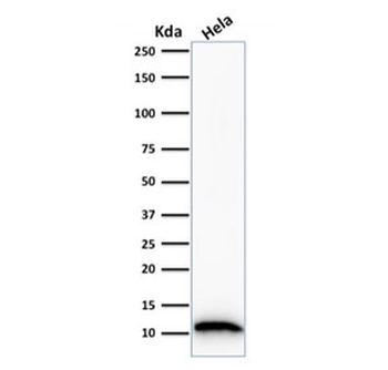 FSP1 Antibody / S100A4