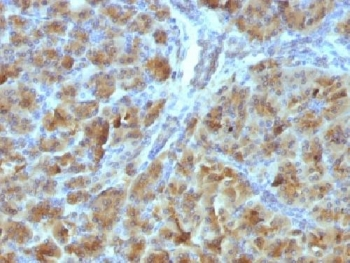 Elastase 3B Antibody / CELA3B