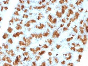 Elastase 3B Antibody / CELA3B