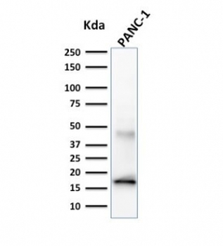 Elastase 3B Antibody / CELA3B