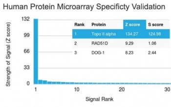 TOP2A Antibody / Topoisomerase II alpha