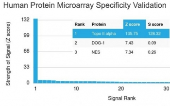 Topoisomerase II alpha Antibody / TOP2A