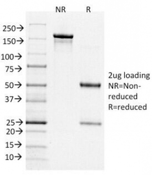 Bcl6 Antibody