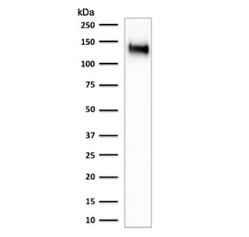 Recombinant CD43 Antibody / Rabbit Monoclonal