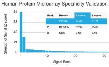 Recombinant CD79a Antibody / Rabbit Monoclonal