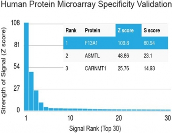 Factor XIIIa Antibody