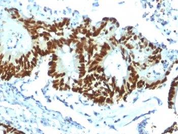 Recombinant p53 Antibody / Rabbit Monoclonal