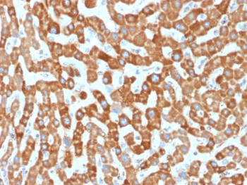 Prohibitin Antibody / PHB