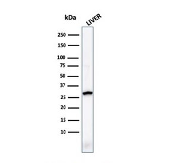 Prohibitin Antibody / PHB