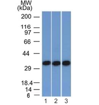 EpCAM Antibody / Extracellular domain